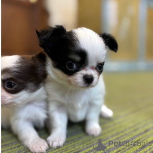 Photo №1. chihuahua - for sale in the city of Cologne | Is free | Announcement № 151223