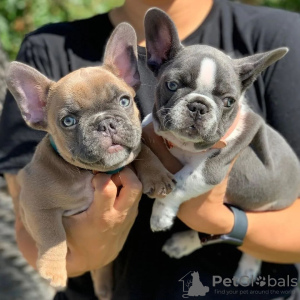 Photo №2 to announcement № 84231 for the sale of french bulldog - buy in Finland private announcement