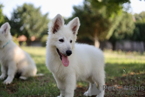 Photo №1. berger blanc suisse - for sale in the city of Calafat | negotiated | Announcement № 57978