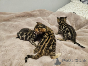 Photo №1. bengal cat - for sale in the city of Sebastian | 300$ | Announcement № 139942