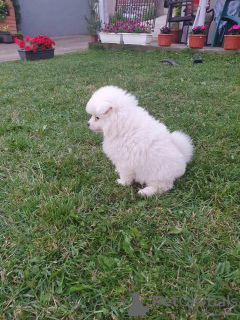 Additional photos: german spitz puppies