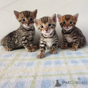 Photo №1. bengal cat - for sale in the city of Bielefeld | 612$ | Announcement № 152213