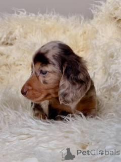 Photo №4. I will sell dachshund in the city of ALAVUS. breeder - price - 516$