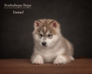 Photo №4. I will sell siberian husky in the city of Kazan. breeder - price - 384$