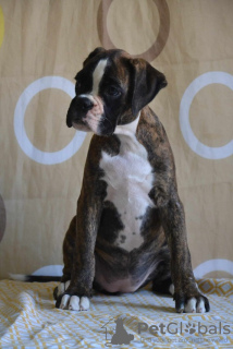 Photo №4. I will sell boxer in the city of Leskovac.  - price - negotiated