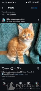 Photo №1. maine coon - for sale in the city of Novazzano | 423$ | Announcement № 116869