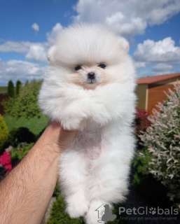 Photo №2 to announcement № 119499 for the sale of pomeranian - buy in Germany private announcement