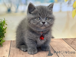 Photo №3. Kauniita Scottish fold kissanpentuja. Finland