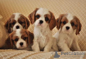 Photo №1. cavalier king charles spaniel - for sale in the city of Москва | Is free | Announcement № 19516