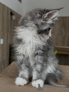 Photo №2 to announcement № 165689 for the sale of maine coon - buy in Germany private announcement, breeder