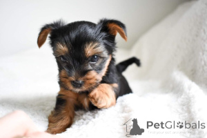 Photo №4. I will sell yorkshire terrier in the city of Barcelona. private announcement - price - 471$