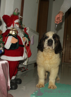 Additional photos: Saint Bernard puppies