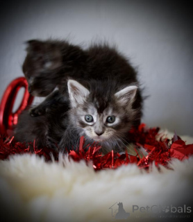Photo №1. maine coon - for sale in the city of Hockenheim | 361$ | Announcement № 173526