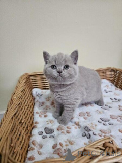 Photo №2 to announcement № 140716 for the sale of british shorthair - buy in Germany breeder