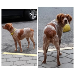 Photo №1. brittany dog - for sale in the city of Minsk | negotiated | Announcement № 2827