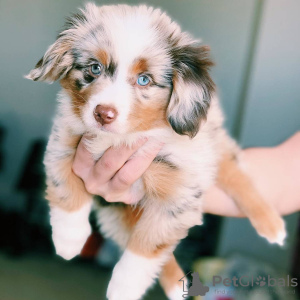 Photo №1. australian shepherd - for sale in the city of Гамбург | 433$ | Announcement № 86615