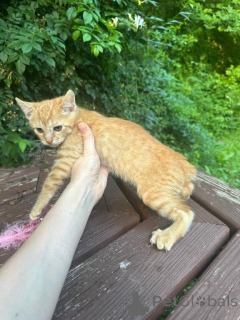 Photo №1. american bobtail - for sale in the city of Bad Wildungen | negotiated | Announcement № 170331