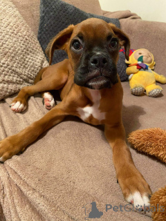 Photo №1. boxer - for sale in the city of Londerzeel | 516$ | Announcement № 159420