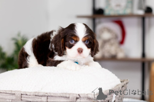 Photo №2 to announcement № 160074 for the sale of cavalier king charles spaniel - buy in Germany private announcement