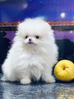 Additional photos: pomeranian