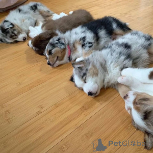 Photo №4. I will sell australian shepherd in the city of Dusseldorf. private announcement - price - negotiated