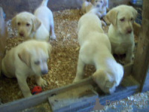 Photo №1. labrador retriever - for sale in the city of Tulcea | 528$ | Announcement № 54741