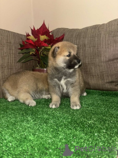 Photo №2 to announcement № 129308 for the sale of shiba inu - buy in Serbia 