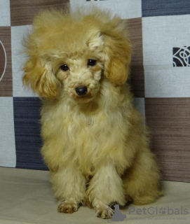 Photo №3. Toy poodle girl, teacup in teddy type.. Belarus