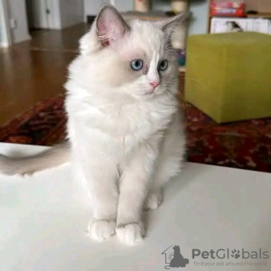 Photo №2 to announcement № 121720 for the sale of ragdoll - buy in Russian Federation breeder