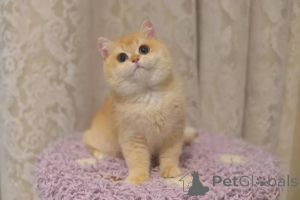 Photo №3. Stunning British Shorthair Kittens. United Kingdom
