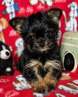 Photo №1. beaver yorkshire terrier - for sale in the city of Washington | 1000$ | Announcement № 168220