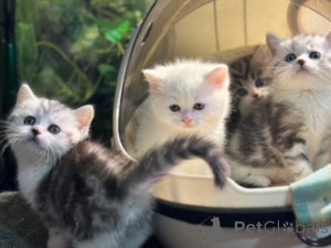 Photo №4. I will sell munchkin in the city of Munich. breeder - price - negotiated