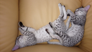 Additional photos: Kittens, breed Egyptian Mau.