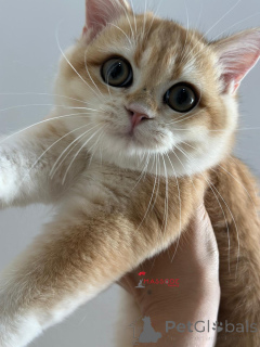 Photo №4. I will sell british shorthair in the city of Istanbul. breeder - price - 2000$