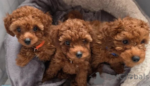 Photo №1. poodle (toy) - for sale in the city of Capelle Aan Den Ijssel | 350$ | Announcement № 166521