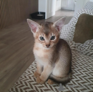Photo №1. abyssinian cat - for sale in the city of Schwerte | 361$ | Announcement № 178021
