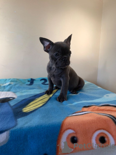 Photo №4. I will sell french bulldog in the city of Berlin. private announcement, from nursery - price - 423$