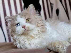 Photo №3. Chatons Selkirk Rex disponibles à la vente.. Belgium
