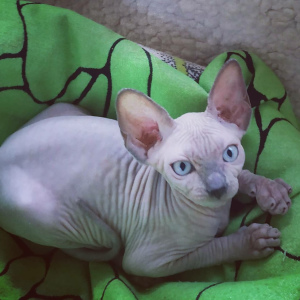Photo №1. sphynx-katze - for sale in the city of Mariupol | negotiated | Announcement № 2675
