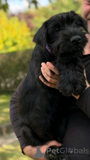 Photo №3. Mittelschnauzer puppies. Serbia