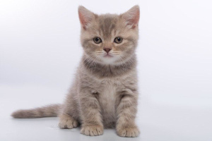 Photo №2 to announcement № 5433 for the sale of british shorthair - buy in Belarus from nursery