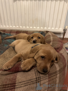 Photo №2 to announcement № 128727 for the sale of labrador retriever - buy in United States private announcement