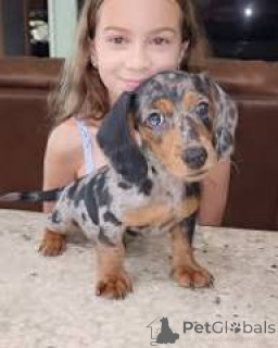 Photo №3. Dachshund puppies for sale.. United Kingdom