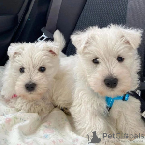 Photo №1. west highland white terrier - for sale in the city of Амстердам | negotiated | Announcement № 44004