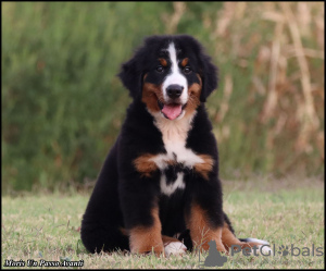 Additional photos: Bernese Mountain Dog puppies