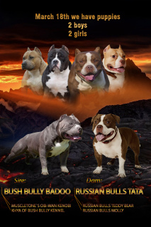 Photo №4. I will sell american bully in the city of Donetsk. breeder - price - 1500$