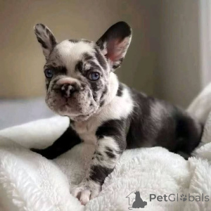 Photo №3.  Cute French Bulldog Puppy Looking for a Loving Home  Hi everyone! I have a. Canada