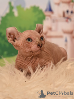 Photo №4. I will sell elf in the city of Haifa. from nursery - price - negotiated