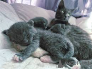 Photo №2 to announcement № 173698 for the sale of russian blue - buy in Monaco 