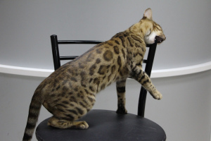 Photo №2 to announcement № 3488 for the sale of bengal cat - buy in Russian Federation from nursery, breeder